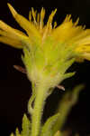 Pineland goldenaster